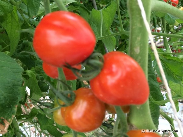 Many unusual varieties of tomatoes
