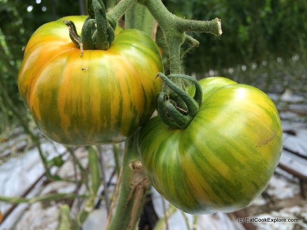 Isle of Wight Tomatoes - Heirloom tomatoes