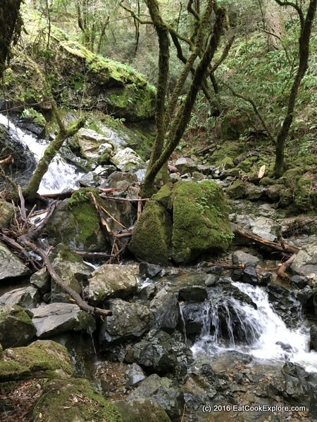 Mount Tam Waterfalls on the Cataract Trail