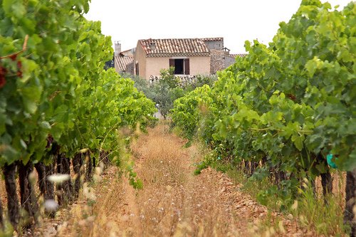 Vineyards Provence