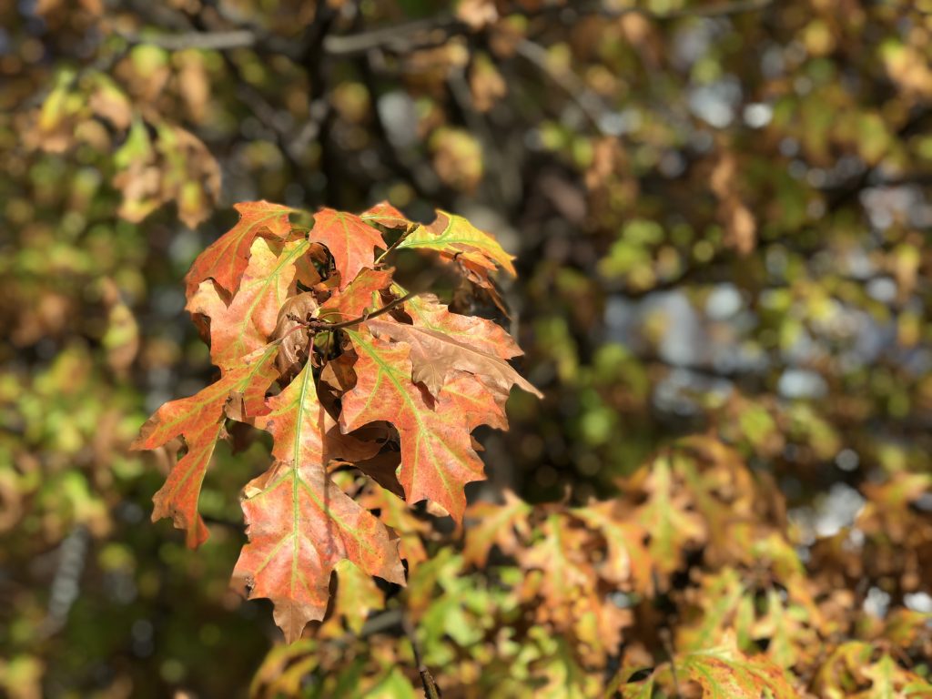 Southbank Photowalk Autumn Leaves