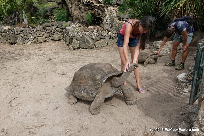Cuddling Giant Tortoise